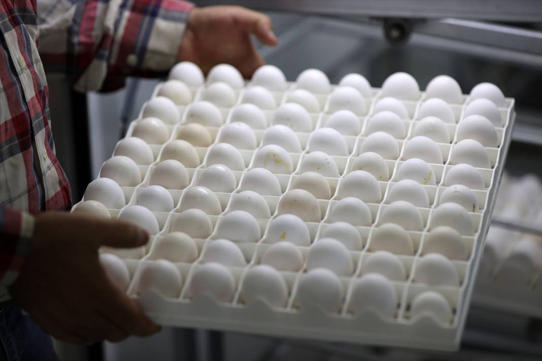 Türkiye’nin en prestijlisi! Denizli horozunu Konya koruyor 7